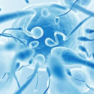 Andrology